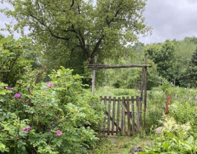 Portail-petit – taille moyenne